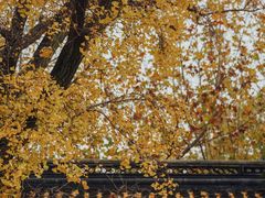 -苏州文庙(姑苏区)