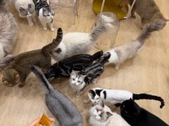 -有喵·猫咖·狗咖·30几只猫10只小狗(岗厦店)