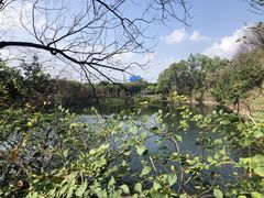 -王借岗森林公园
