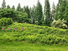 -东平国家森林公园
