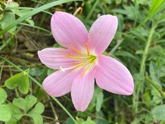 -白鹭湾湿地公园