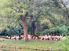 -上海野生动物园老虎餐厅