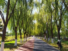 -大兴滨河森林公园