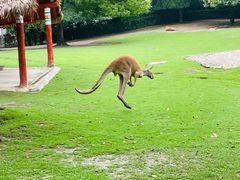 -上海野生动物园