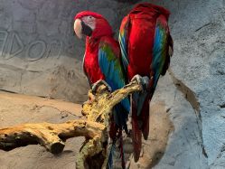 -Zoolung Zoolung动物主题公园(海信广场店)