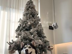 -FAELING PETS美天灵宠物(富力广场店)