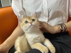 -lincat·猫舍(广州店)