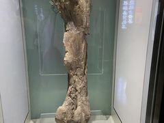 -嘉荫恐龙国家地质公园