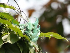 -中国科学院华南植物园