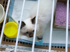 -小叮当动物医院·骨科·眼科