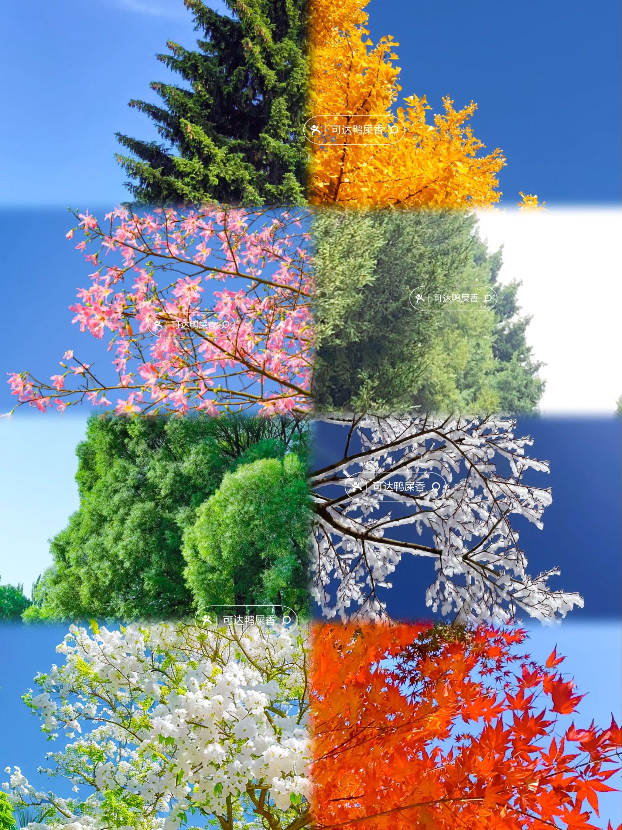 保姆级教程‼️包教会🔥今冬最火的组合圣诞树🎄