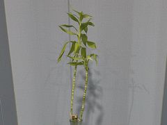 -田凤波推拿.按摩养生(幸福店)