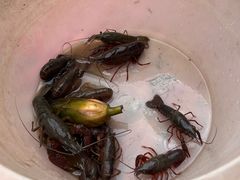 -同銮特种养殖场·龙虾垂钓