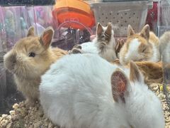 -欧亚汇集(飞跃路店)