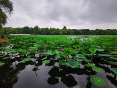 -长春市南湖公园