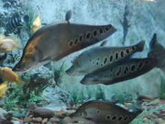 -东方巨龟苑景区