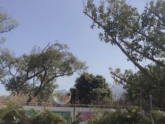 -梧桐山风景名胜区