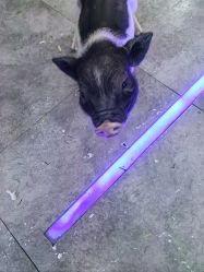 点击看大图 -神奇动物撸宠馆·羊驼·小浣熊·异宠(豫园店)