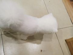 -宠福鑫康馨动物医院·骨科·眼科
