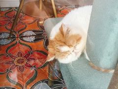 -平行世界·猫咖(首经贸店)