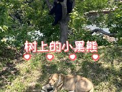 -合肥野生动物园