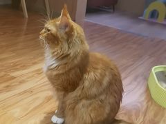 -MOCHA明星猫咖(田子坊店)