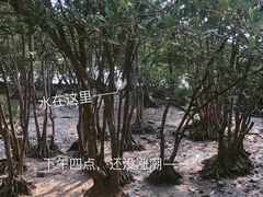 -宝安西湾红树林湿地公园