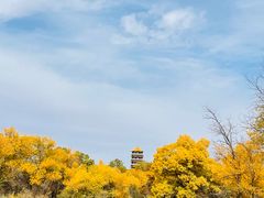 -金塔沙漠胡杨林景区