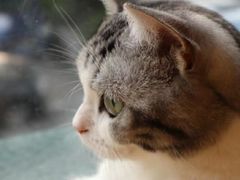 -CAT’S MEWSTAR CAFE·喵星球猫屋(晴湾咖啡店)