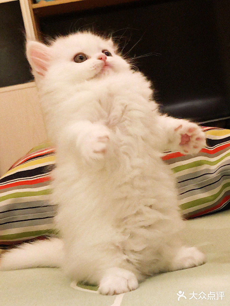 这是一只超“凶”的小猫咪！