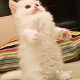 这是一只超“凶”的小猫咪！