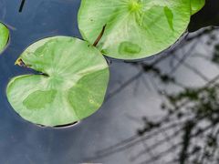 -活水公园