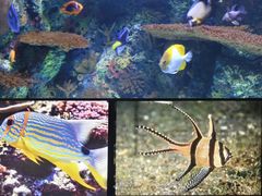 -上海海洋水族馆