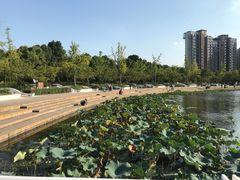 -新江湾城公园