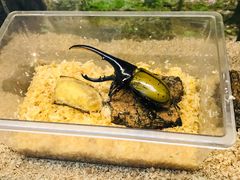 -上海大自然野生昆虫馆(东方明珠·爬宠昆虫探索中心)