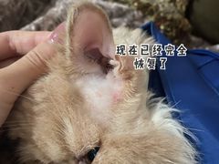 -宠爱国际动物医院· 猫科· 外科·中兽医(长白店)