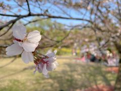 -顾村公园