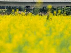 -光明小镇欢乐田园
