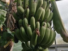 -呀路古热带植物园