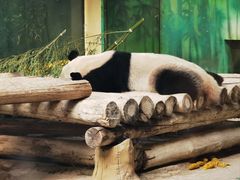 -杭州野生动物世界
