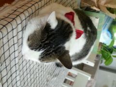 android_upload_pic-海边的猫和咖啡馆