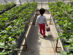 -甜心庄园·甜心草莓采摘园(西青中北店)
