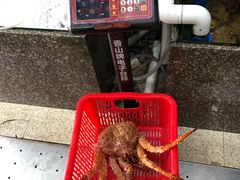 阿拉斯加长脚蟹-蚝专家(北滘店)