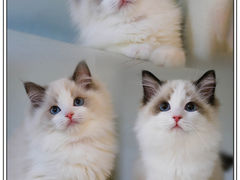 -lincat·猫舍(广州店)