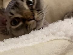 -十年猫舍·猫咪专门店(普陀店)
