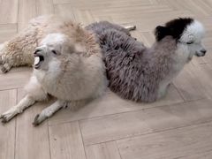 -安格丽娜·狗咖·猫咖羊驼咖(春熙路百盛商场店)