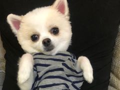 -Goku PET SHOP宠物视觉生活馆(双井店)