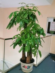 点击看大图 -深圳美莱医疗美容医院