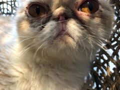 -飞行喵MR PILOT|猫舍·猫咖(静安大融城店)