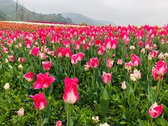 -径山花海